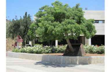Tilted Tree. Memorial For Terrorist Attack