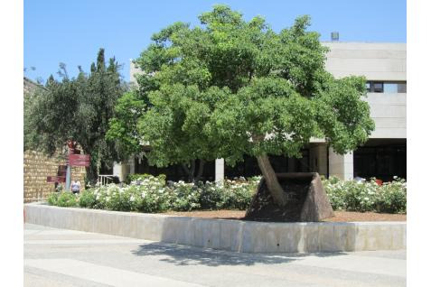 Tilted Tree. Memorial For Terrorist Attack