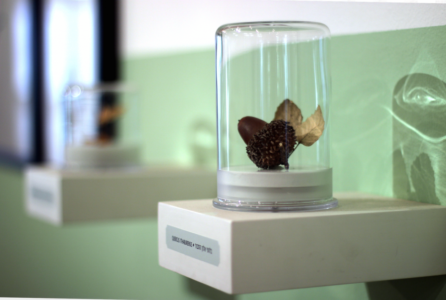 A Rare Breed | Wildflowers of Israel