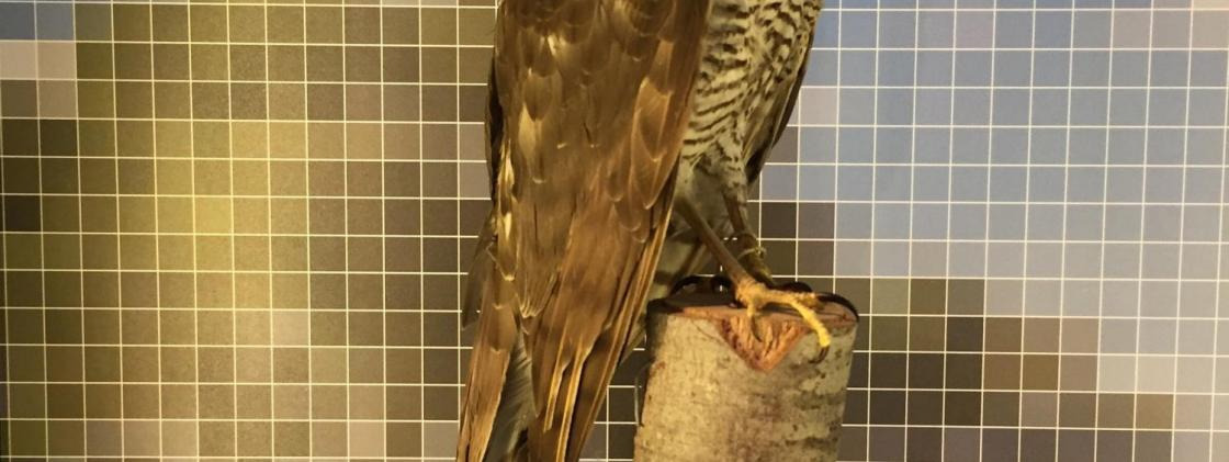 Preserving the story of nature