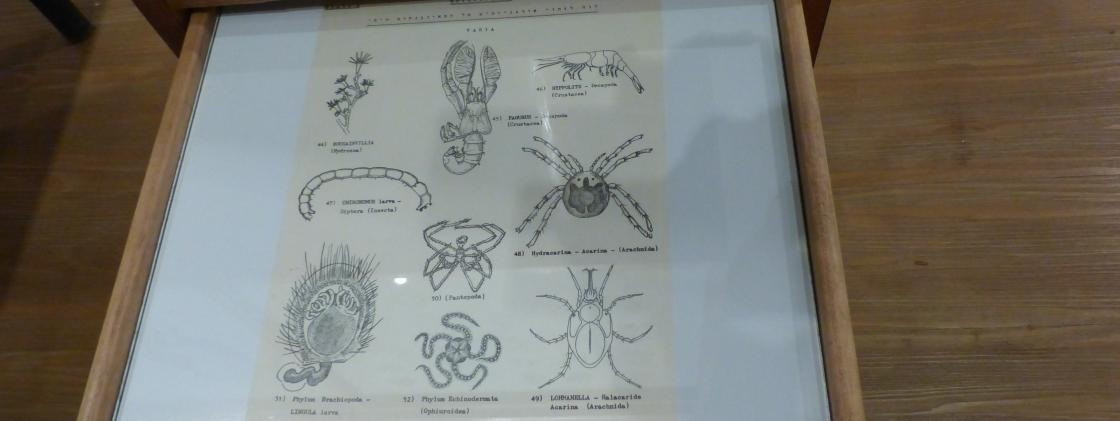 Between Times | Scientific Drawing Takes On a New Look